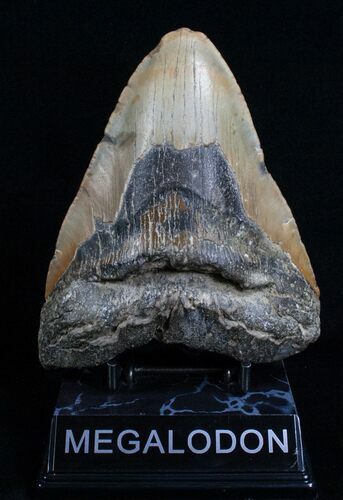Bargain Megalodon Tooth - A Beast #5548